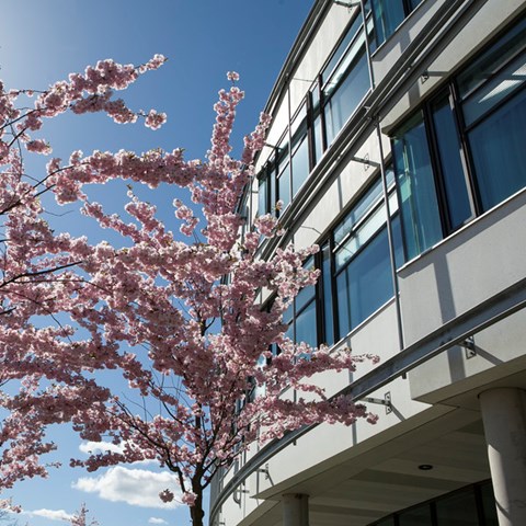 Körsbärsträd på campus Ultuna. Foto.