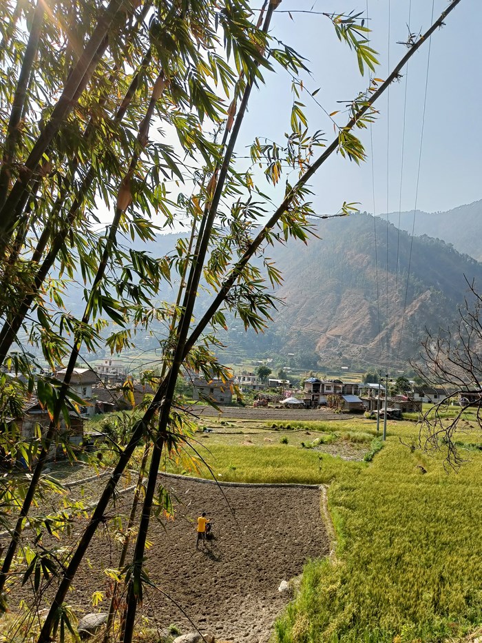 Person working in a field surrounded by rice plants, houses and mountains in a sunny landscape.