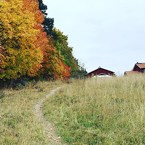 Smal stig i högt gräs leder mot gård skymtande under blå himmel. Träd i grönt, gult och orange bredvid. Foto.