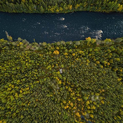 Det mörka vattnet av flod som flyter genom vidsträckt skog. Flygfoto.