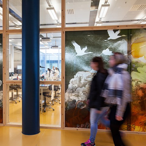 Studenter går i korridor i Ultuna, Uppsala, framför tavla med vita fåglar och glasvägg till lärosal. Foto.