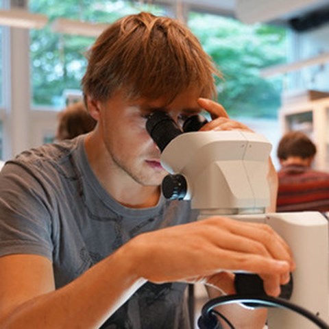 Student tittar i ett mikroskop, foto.