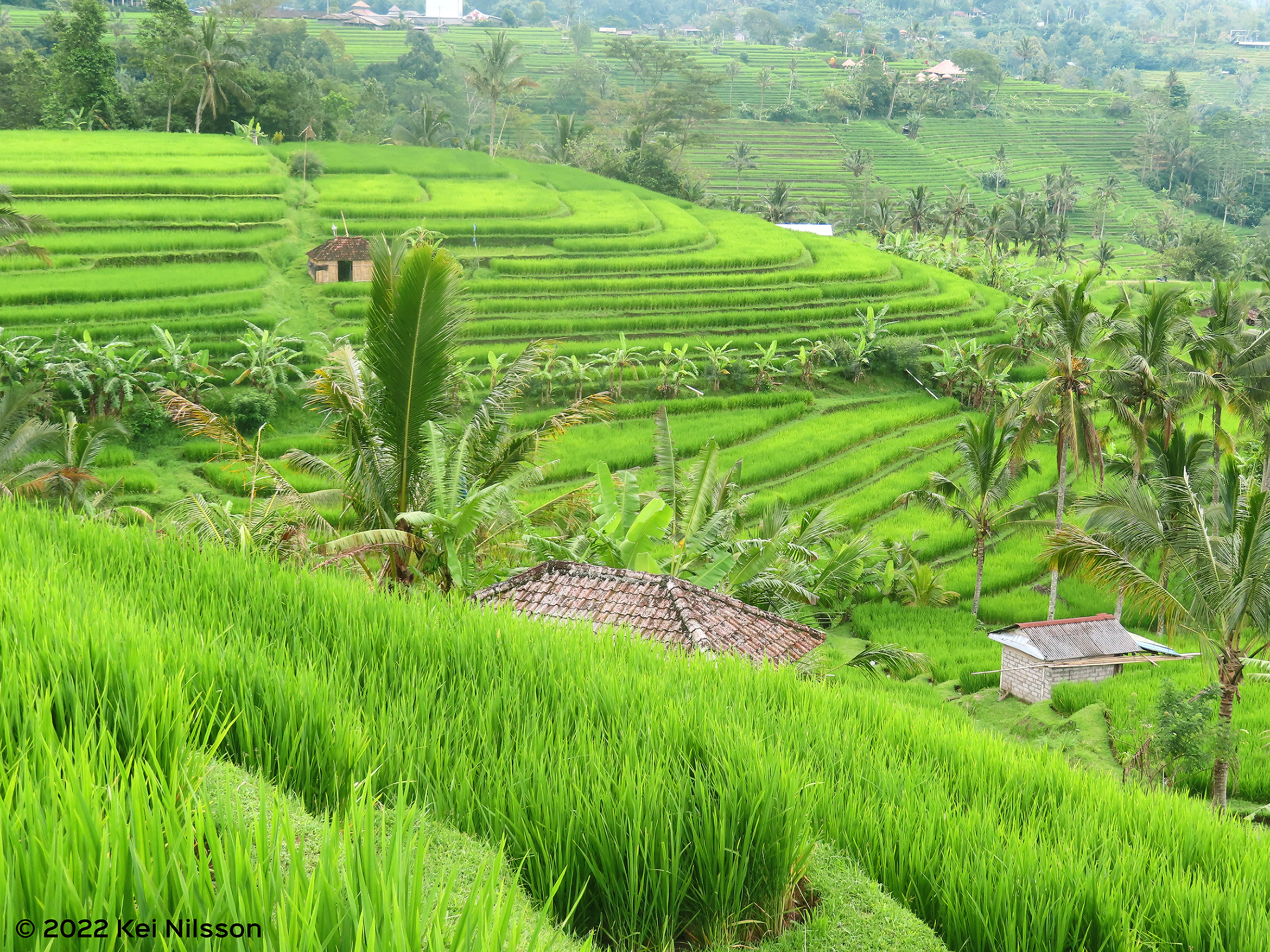Bild på kulturlandskapet Subak i Bali, Indonesien