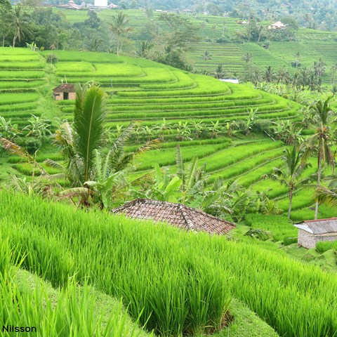Bild på kulturlandskapet Subak i Bali, Indonesien