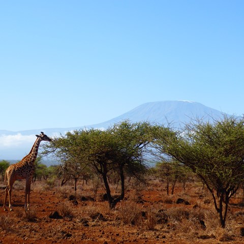 en giraff i Kenyas savann