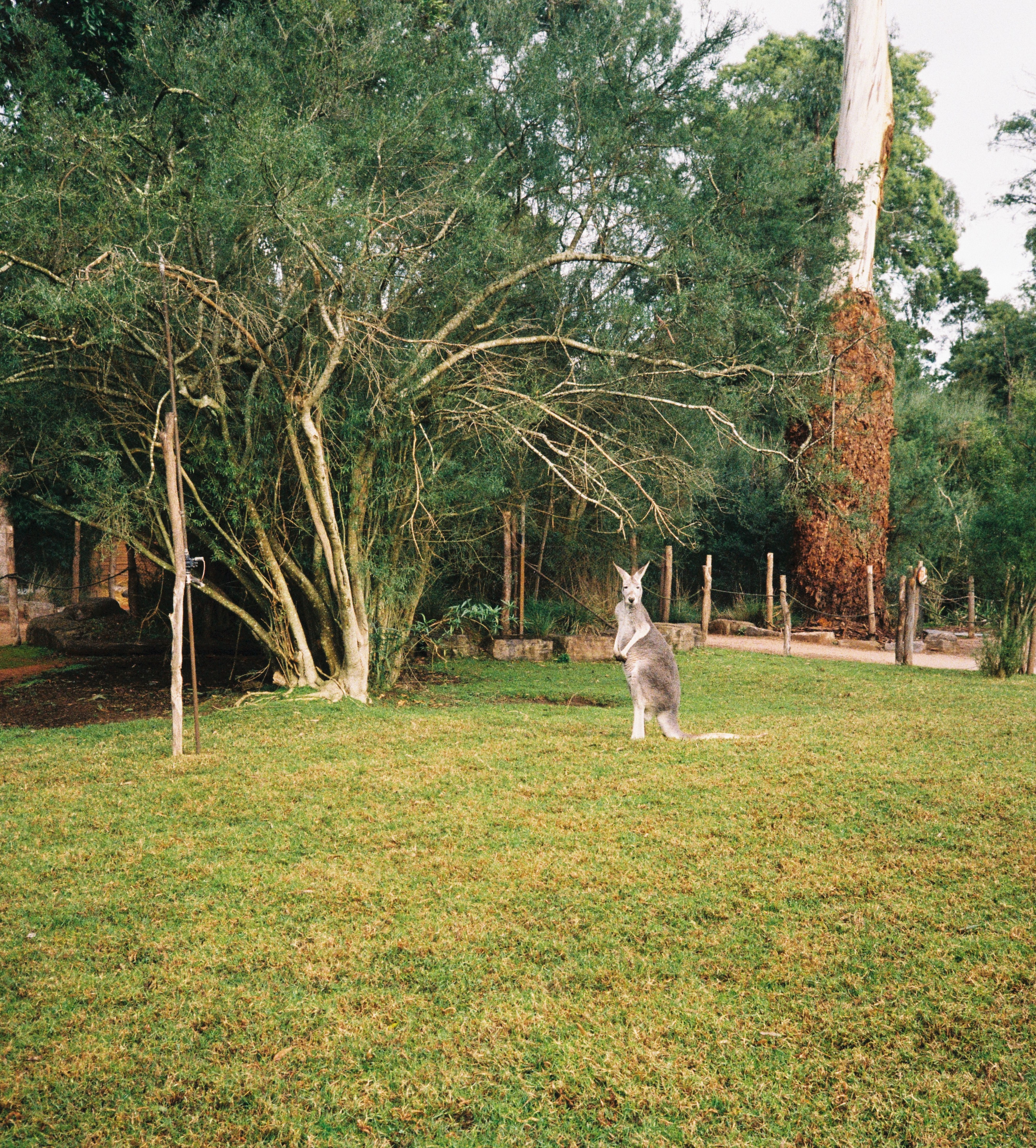 picture of a kangaroo