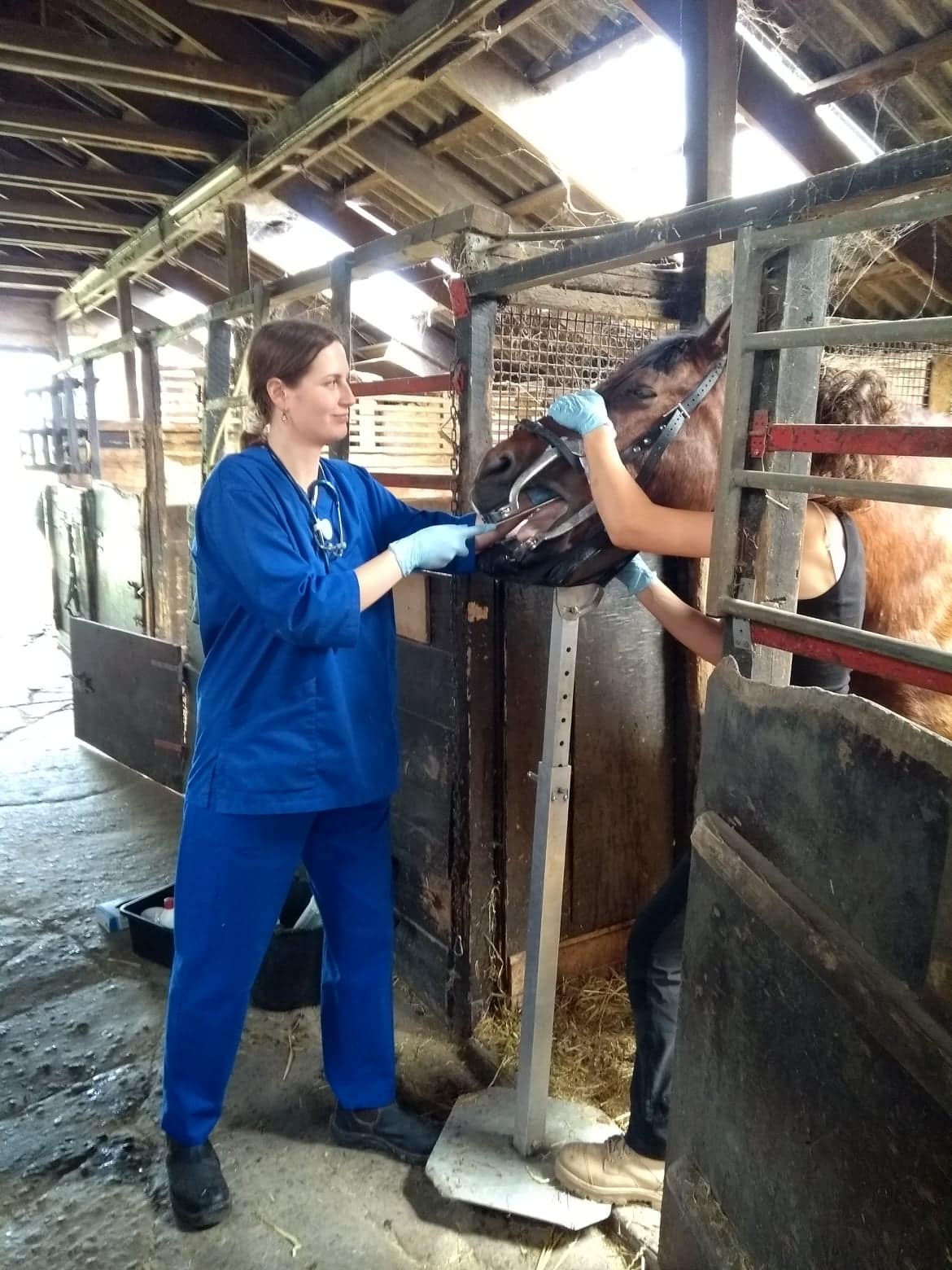 Michelle scratches the teeth on a horse in a stable